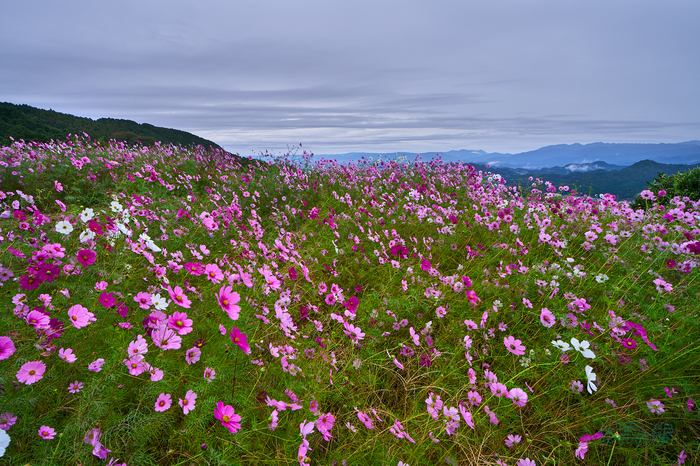 サムヤン LK SAMYANG AF 14-24mm F2.8 FE sonyE ／ 奈良 御所の天空